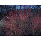 Mustamarjakanukka 'Midwinter Fire' (Cornus sanguinea 'Midwinter Fire')